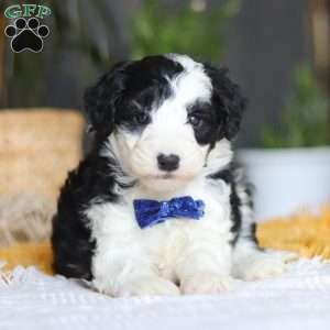 Thumper, Mini Sheepadoodle Puppy